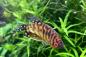 Preview: Goldener Fadenfisch – Trichogaster trichopterus, im Aquarium vor Wasserpflanzen