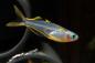 Preview: Gabelschwanz Blauauge/Regenbogenfisch - Pseudomugil furcatus Männchen