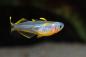 Preview: Gabelschwanz Blauauge/Regenbogenfisch - Pseudomugil furcatus von der Seite