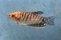 Preview: Goldener Fadenfisch – Trichogaster trichopterus, Männchen im Aquarium