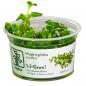 Preview: Hygrophila serpyllum - Tropica 1-2-Grow, im Becher.