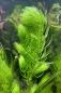 Preview: Hornkraut - Hornblatt - Ceratophyllum demersum unter Wasser.