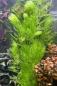 Preview: Hornkraut - Hornblatt - Ceratophyllum demersum für dein Aquarium.