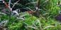 Preview: Hygrophila pinnatifida - Tropica 1-2-Grow, im Aquarium.