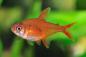 Preview: Roter Cherrysalmler oder Tetra, Hyphessobrycon sp. Muzel Red Cherry