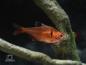 Preview: Blutsalmler Minor - Minorsalmler - Hyphessobrycon minor