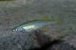 Preview: Filigran-Regenbogenfisch - Prachtregenbogenfisch - Iriatherina werneri, weibchen im Aquarium