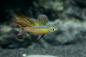 Preview: Filigran-Regenbogenfisch - Prachtregenbogenfisch - Iriatherina werneri, im Aquarium