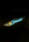 Preview: Endler Guppy Japan Blue - Poecilia wingei Männchen vor schwarzem Hintergrund