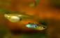 Preview: Endler Guppy Japan Blue - Poecilia wingei Pärchen im Aquarium
