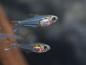 Preview: Pärchen Kolibri Salmler im Aquarium