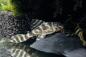Preview: Yellow Zebra - L 401 - Hypancistrus sp. im Aquarium