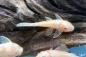 Preview: Gelber Antennenwels - L 144 - Ancistrus sp. blue eye auf einer Wurzel im Aquarium