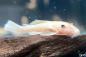 Preview: Gelber Antennenwels - L 144 - Ancistrus sp. blue eye mit den markanten blauen Augen