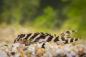 Preview: Königstiger Harnischwels - L 333 - Hypancistrus sp. auf hellem Kies