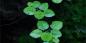 Preview: Limnobium laevigatum, Froschbiss - Tropica 1-2-Grow, auf der Wasseroberfläche.