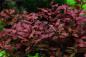 Preview: Kleine tiefrote Ludwigie - Ludwigia palustris "Super Red", schön in Szene gesetzt unter Wasser.