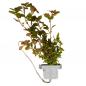 Preview: Kleine tiefrote Ludwigie - Ludwigia palustris "Super Red", in der Nahaufnahme.