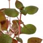 Preview: Kleine tiefrote Ludwigie - Ludwigia palustris "Super Red", im Aquarium.