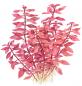 Preview: Kleine tiefrote Ludwigie - Ludwigia palustris "Super Red", als Zeichnung.