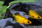 Preview: Goldstaub Molly - Poecilia sphenops Pärchen im Aquarium
