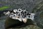 Preview: Dalmatiner Molly - Poecilia sphenops im Aquarium