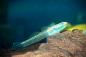 Preview: Neonblaue Algengrundel - Neongrundel - Stiphodon atropurpureus im Aquarium
