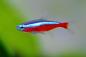 Preview: Roter Neon, Paracheirodon axelrodi im Aquarium