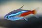 Preview: Neontetra, mit halbem blauen Strich und halbem roten Strich