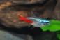 Preview: Neon Tetra Diamant – Paracheirodon innesi – Diamant-Neonsalmler