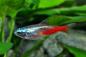 Preview: Neon Tetra Diamant, Paracheirodon innesi, Diamant-Neonsalmler im Aquarium