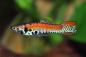 Preview: Endler Guppy Roter Tiger - Poecilia wingei Männchen von der Seite