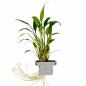 Preview: Willis Wasserkelch - Cryptocoryne x willisii, in der Verpackung.