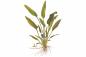 Preview: Willis Wasserkelch - Cryptocoryne x willisii als Zeichnung