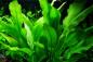 Preview: Echinodorus grisebachii 'Bleherae'  im Aquarium