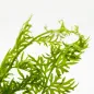 Preview: Close Up von Ceratopteris thalictroides – Sumatrafarn