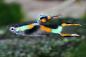 Preview: Endler Guppy Wildform - Poecilia wingei typisches Zeichnungsmuster von einem Männchen