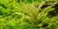 Preview: Pogostemon helferi, kleiner Wasserstern - Tropica 1-2-Grow, als Einzelaufnahme im Aquarium.