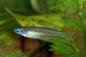 Preview: Geflecktes oder gepunktetes Blauauge – Pseudomugil gertrudae im Aquarium