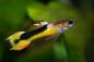 Preview: Red Chest Saddleback Endler Guppy - Poecilia wingei Männchen von der Seite