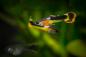 Preview: Red Chest Saddleback Endler Guppy - Poecilia wingei zwei Männchen im Aquarium