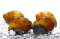 Preview: Orange Track Rennschnecke,Neritina turrita in der Gruppe