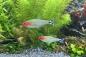 Preview: Hemigrammus bleher der Rotkopfsalmler im Aquarium