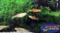 Preview: Endler Guppy Santa Maria Bleeding Heart - Poecilia wingei, eine kleine Gruppe