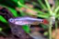 Preview: Schleierkardinal - Tanichthys albonubes long fin im Aquarium