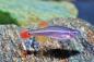 Preview: Schleierkardinal - Tanichthys albonubes long fin vor dunklem Hintergrund