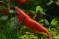 Preview: Neocaridina davidi in der Zuchtform Rote Sakura