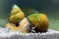 Preview: Grüne Torpedo Schnecke im Aquarium