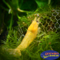 Preview: Caridina logemani Yellow King Kong