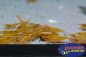 Preview: Yellow fire Neon Rückenstrich auf hellem Kies